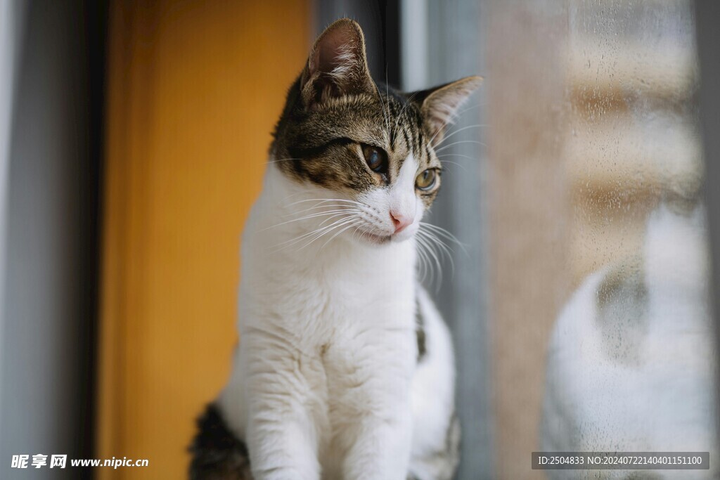 猫