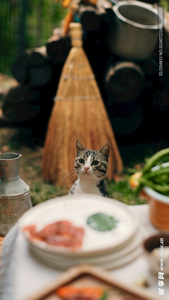 猫