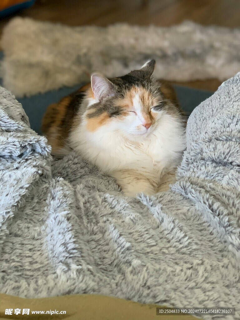 猫