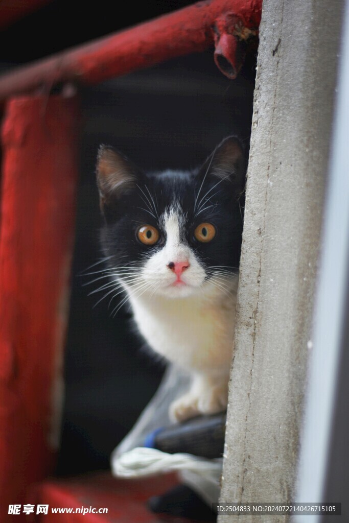 猫
