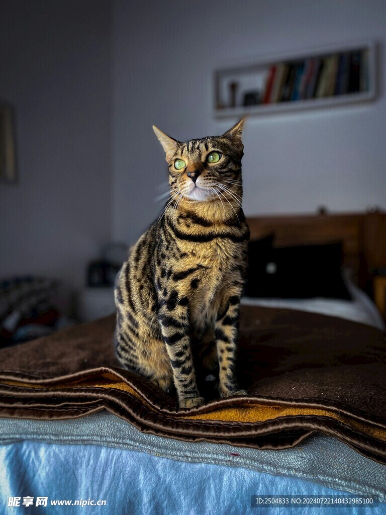 猫