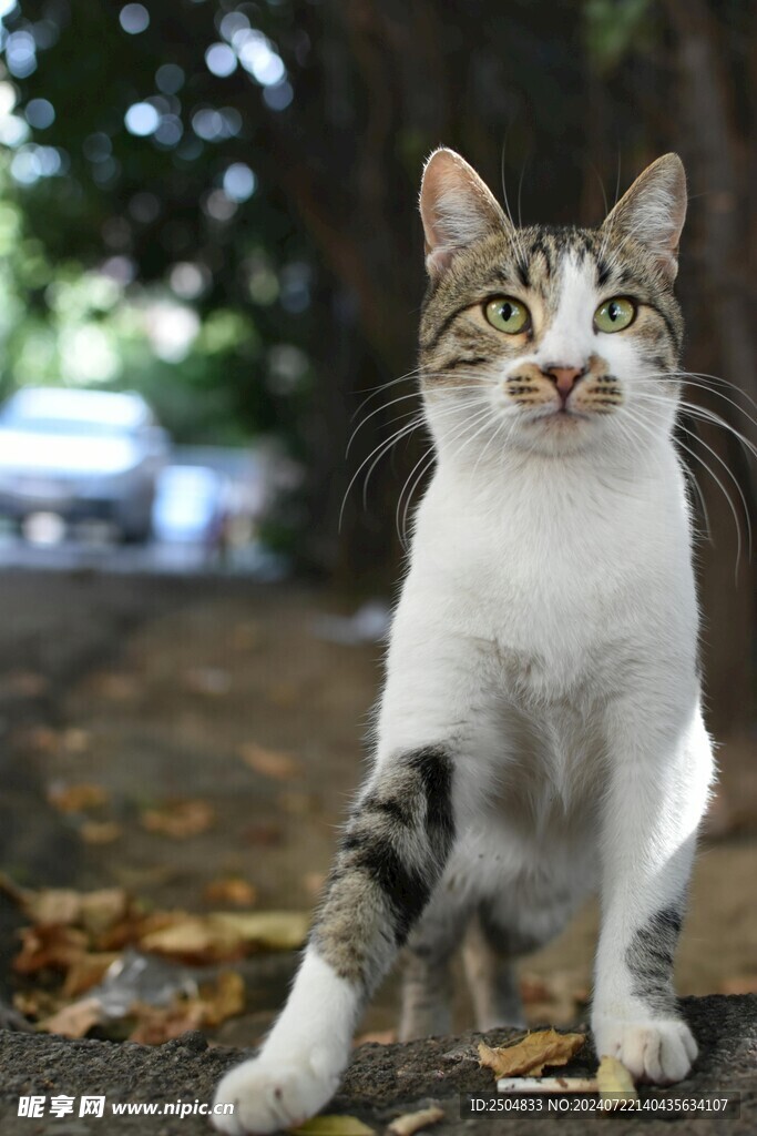 猫