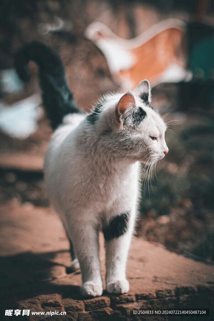 猫