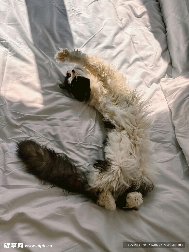 猫