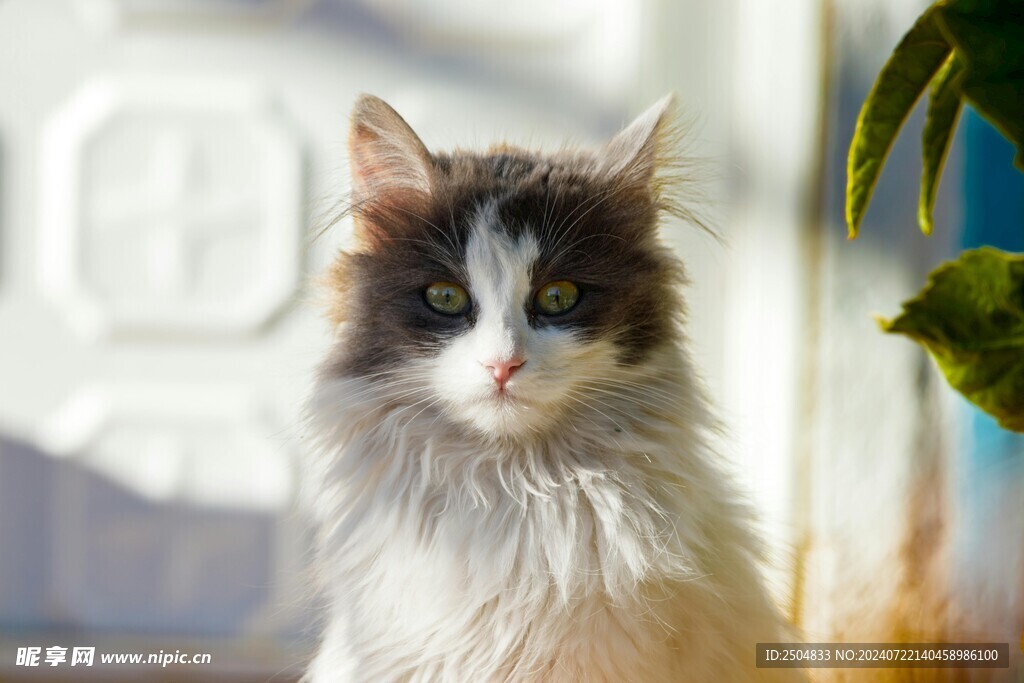 猫