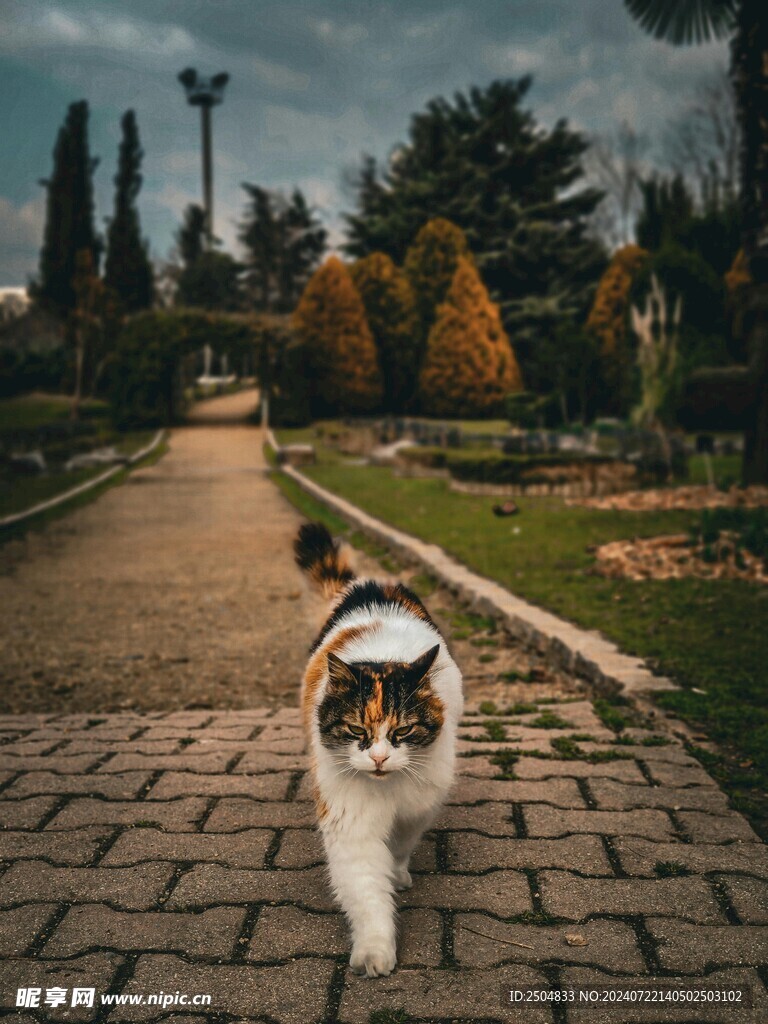 猫