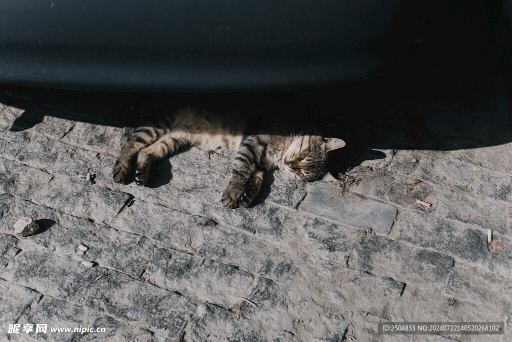 猫