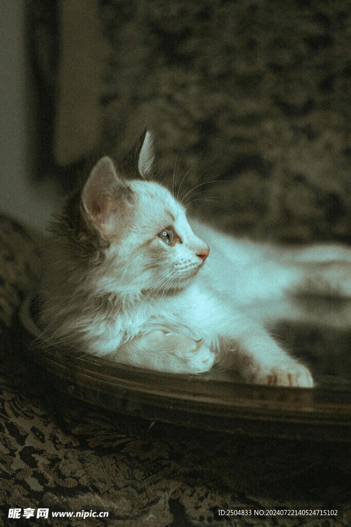 猫