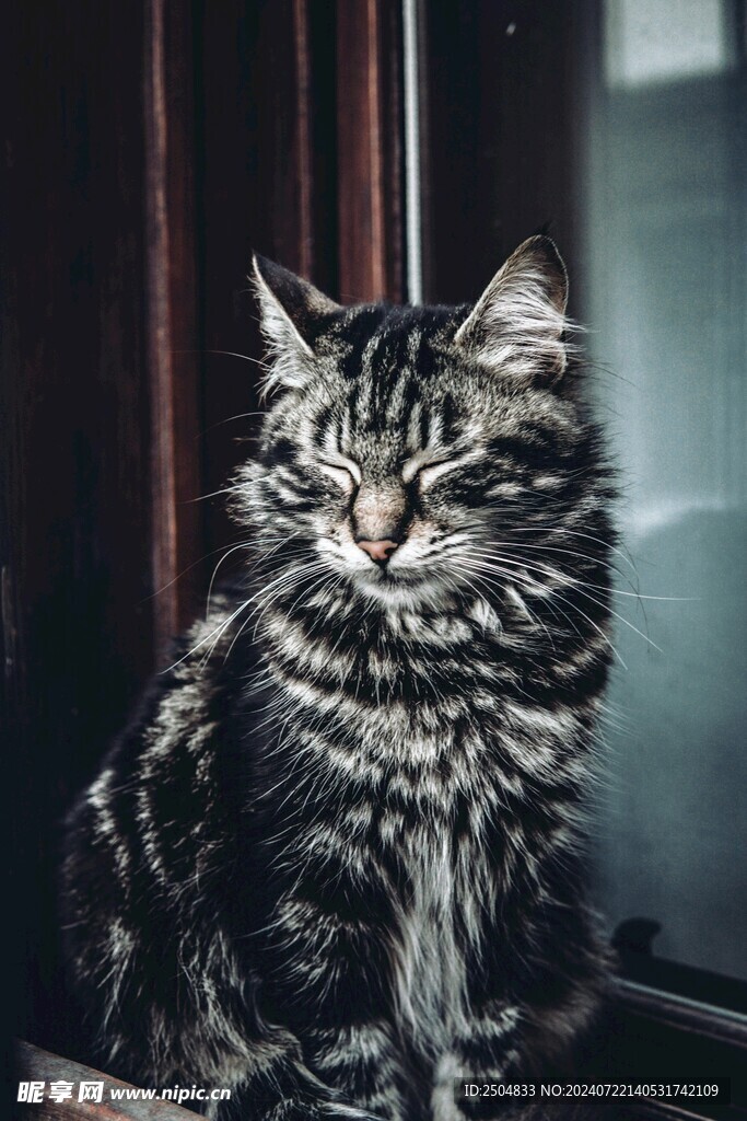 猫