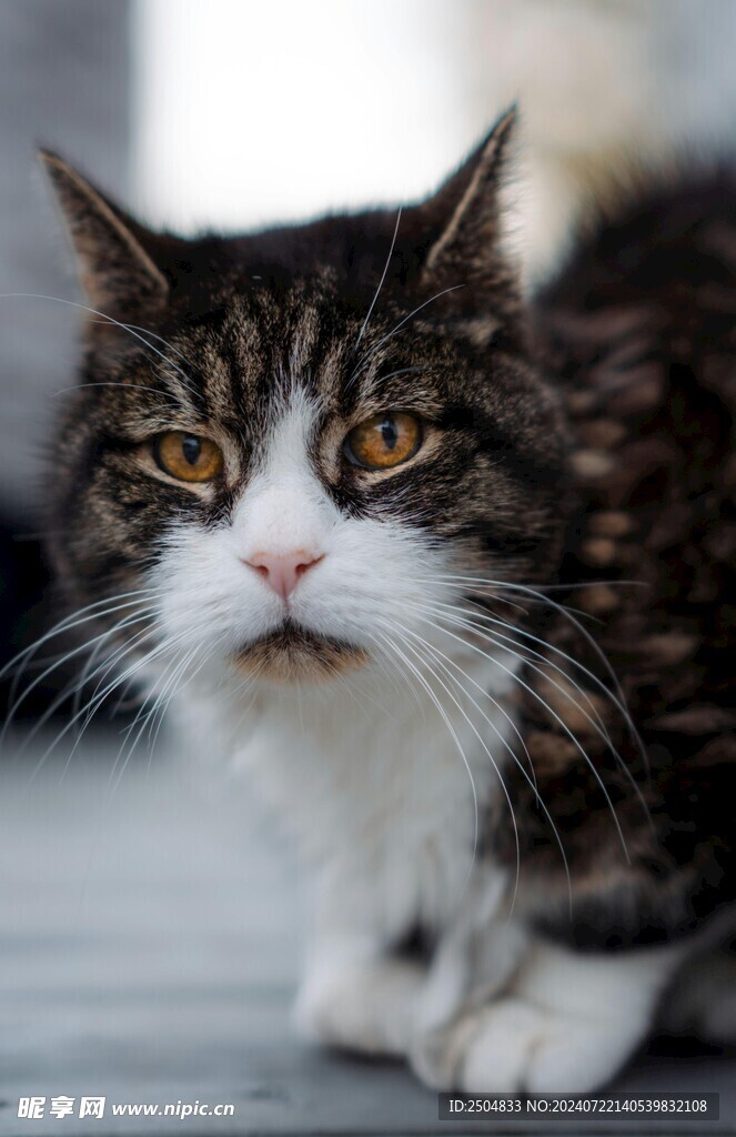 猫