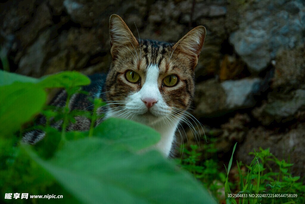 猫