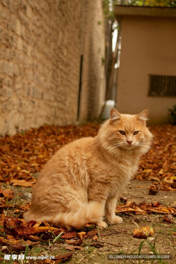 猫