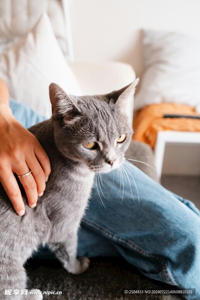 猫