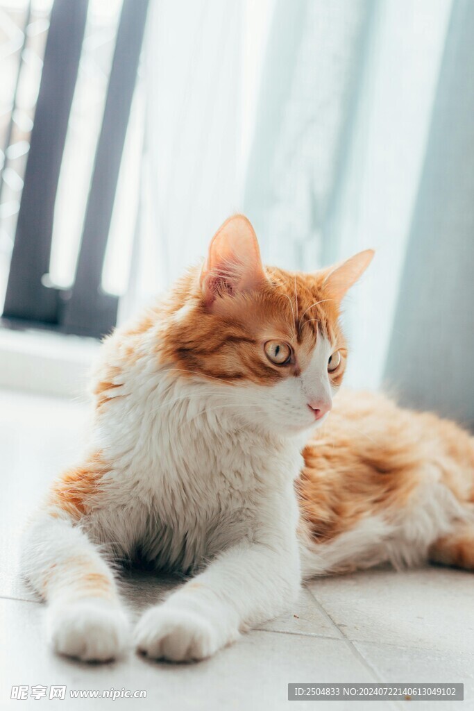 猫