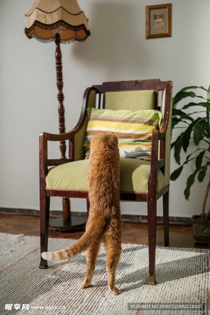 猫