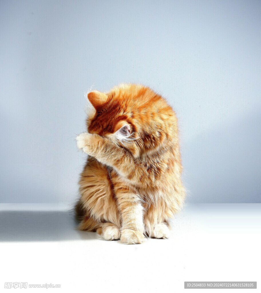 猫