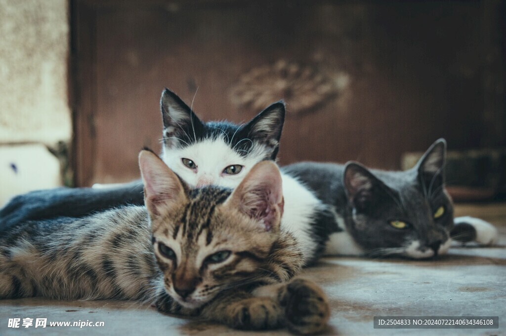 猫