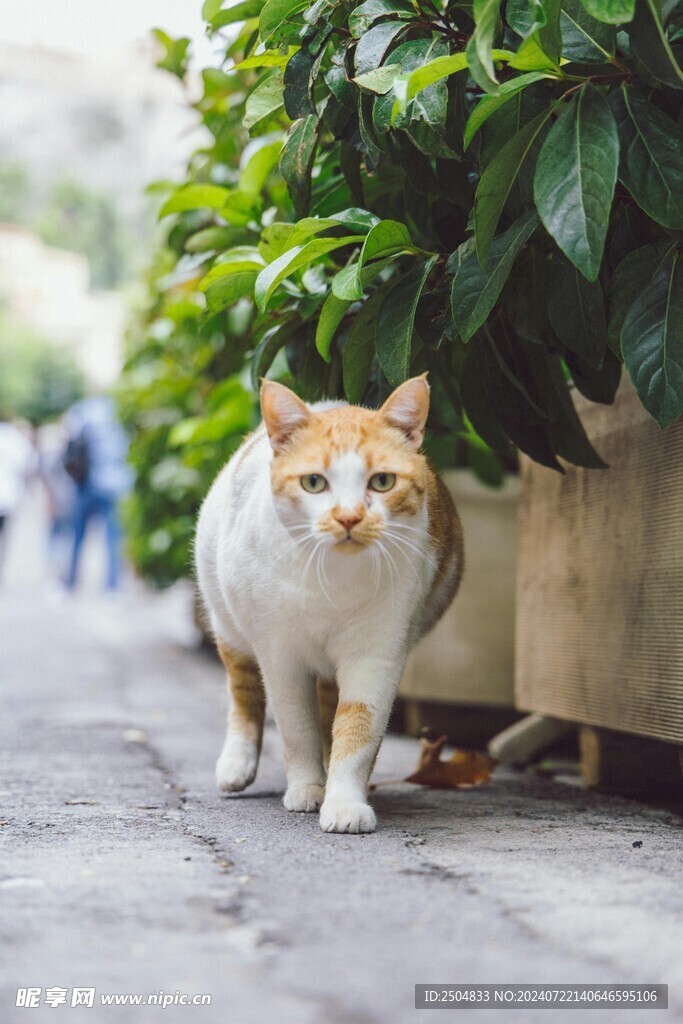 猫