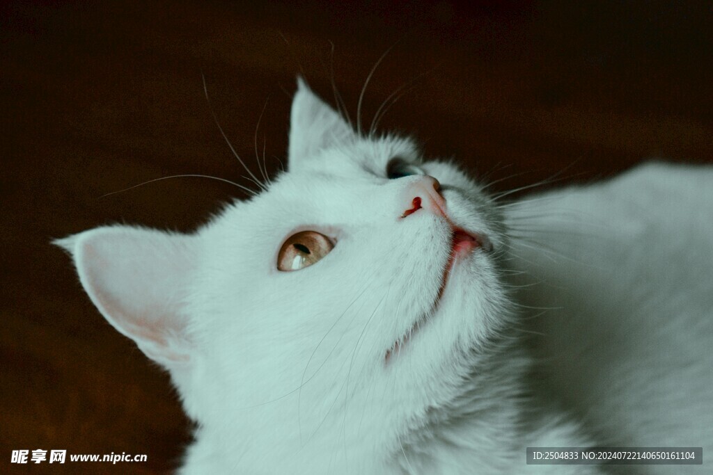 猫