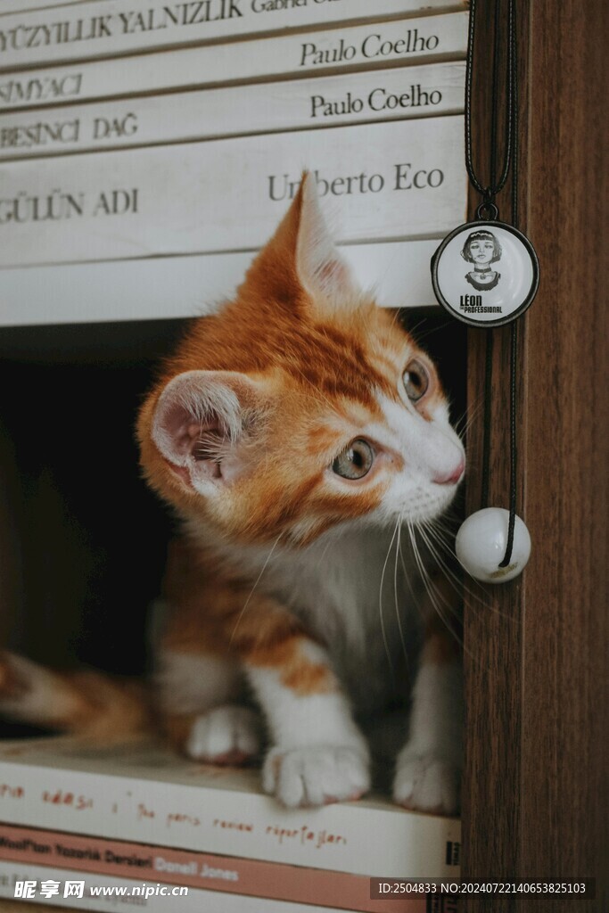 猫