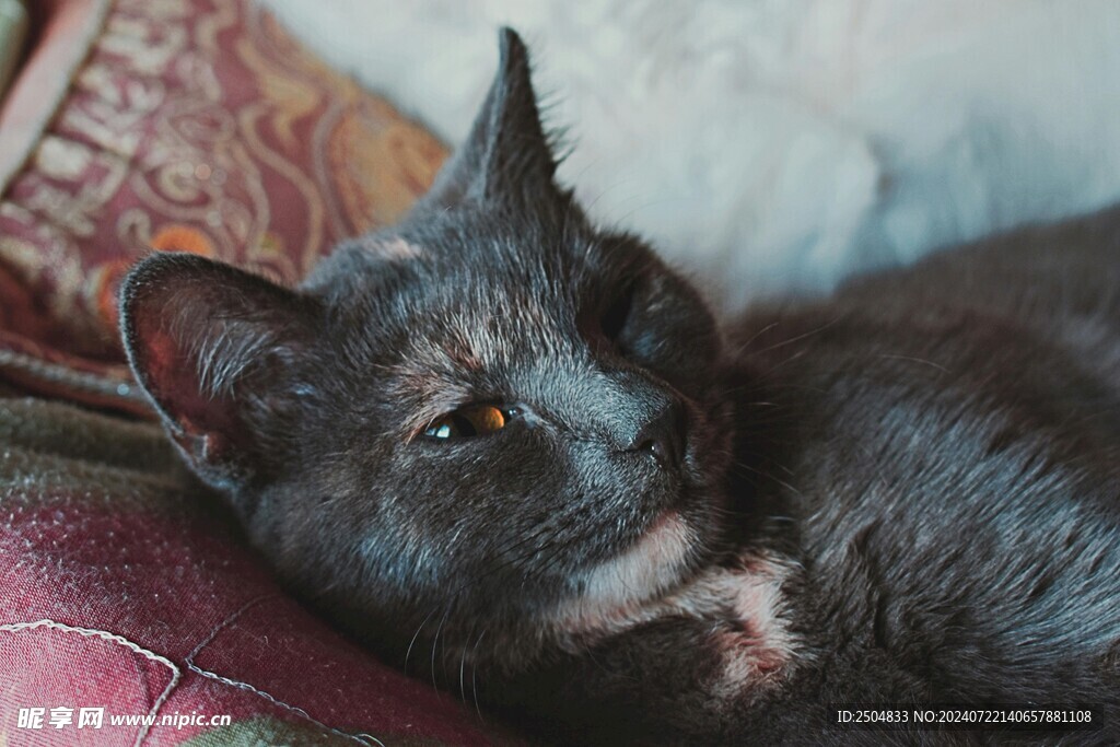 猫