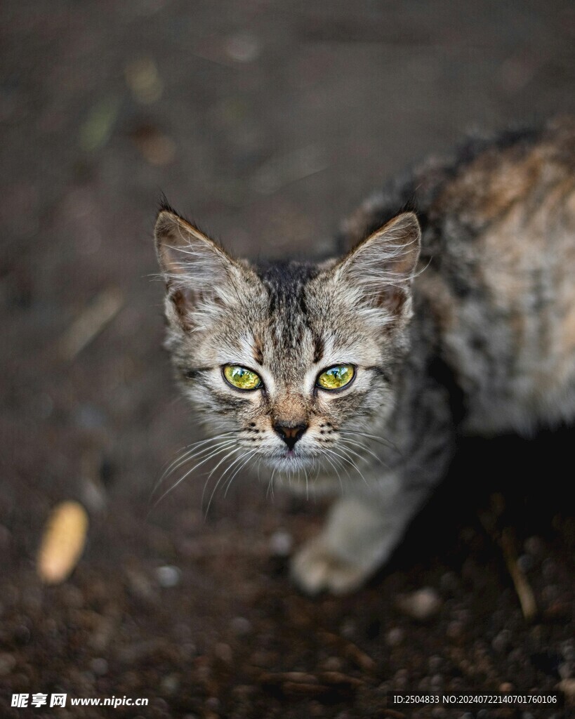 猫