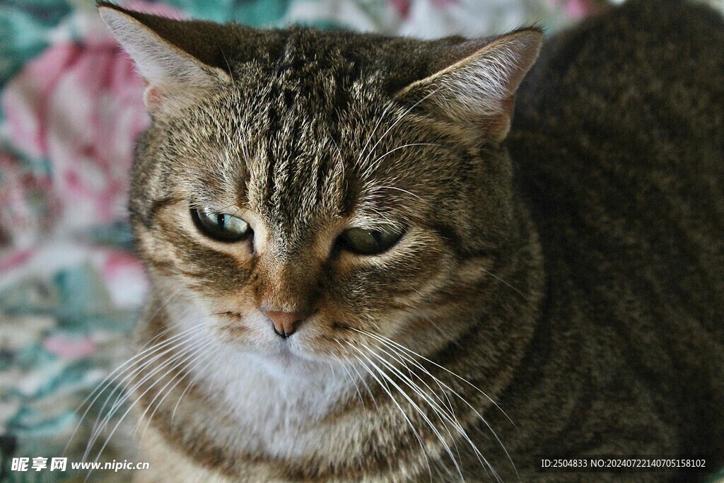 猫