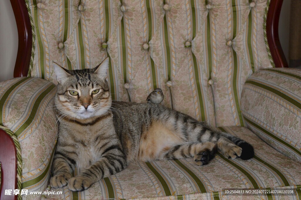 猫
