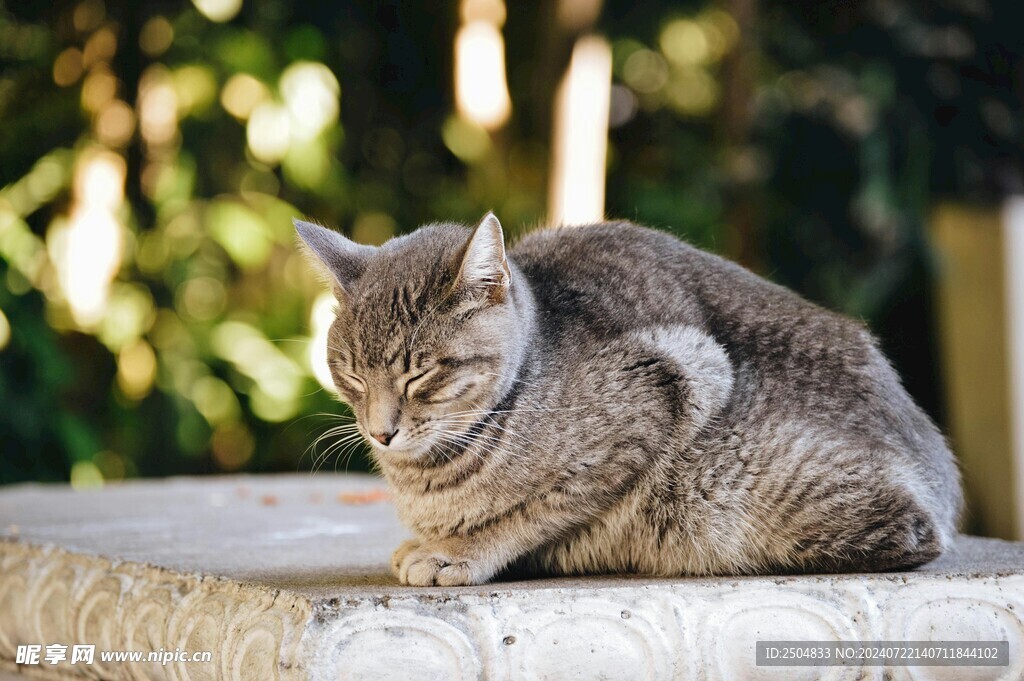 猫