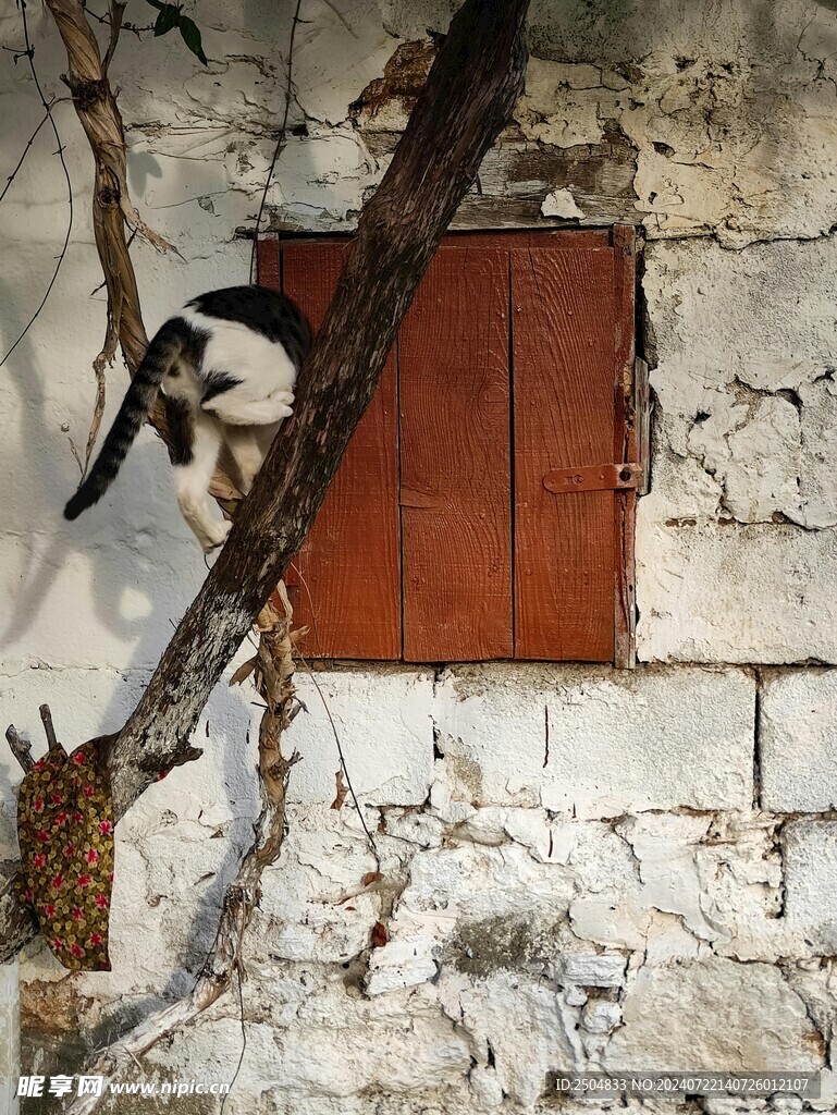 猫