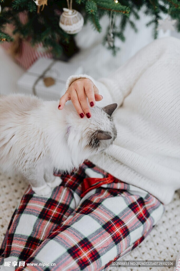 猫