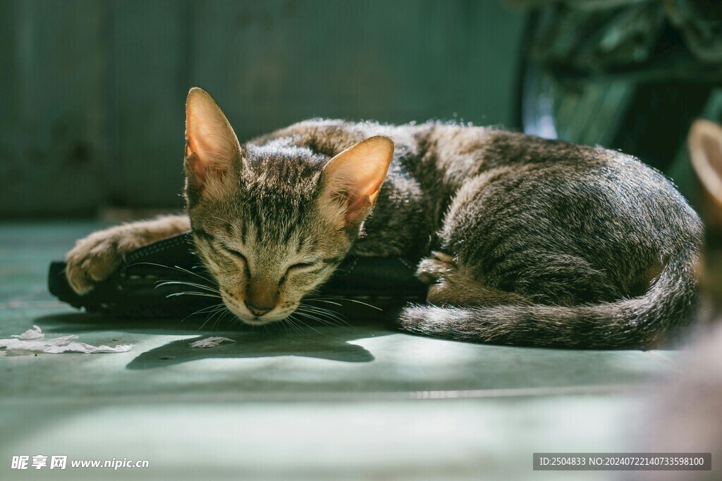 猫