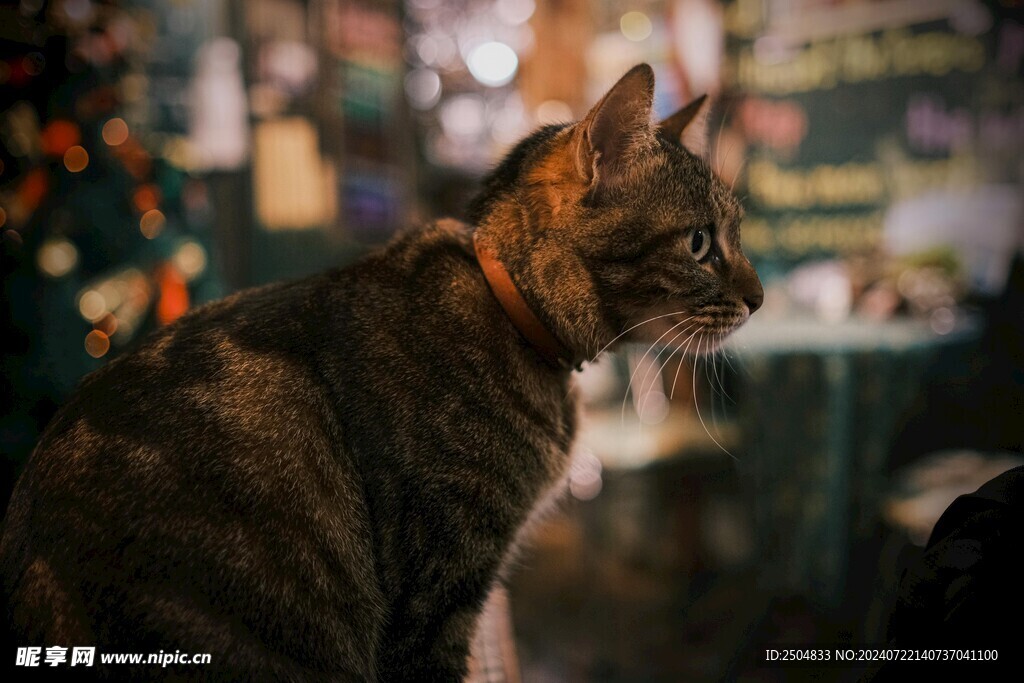 猫