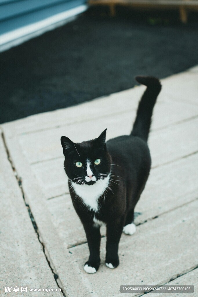 猫