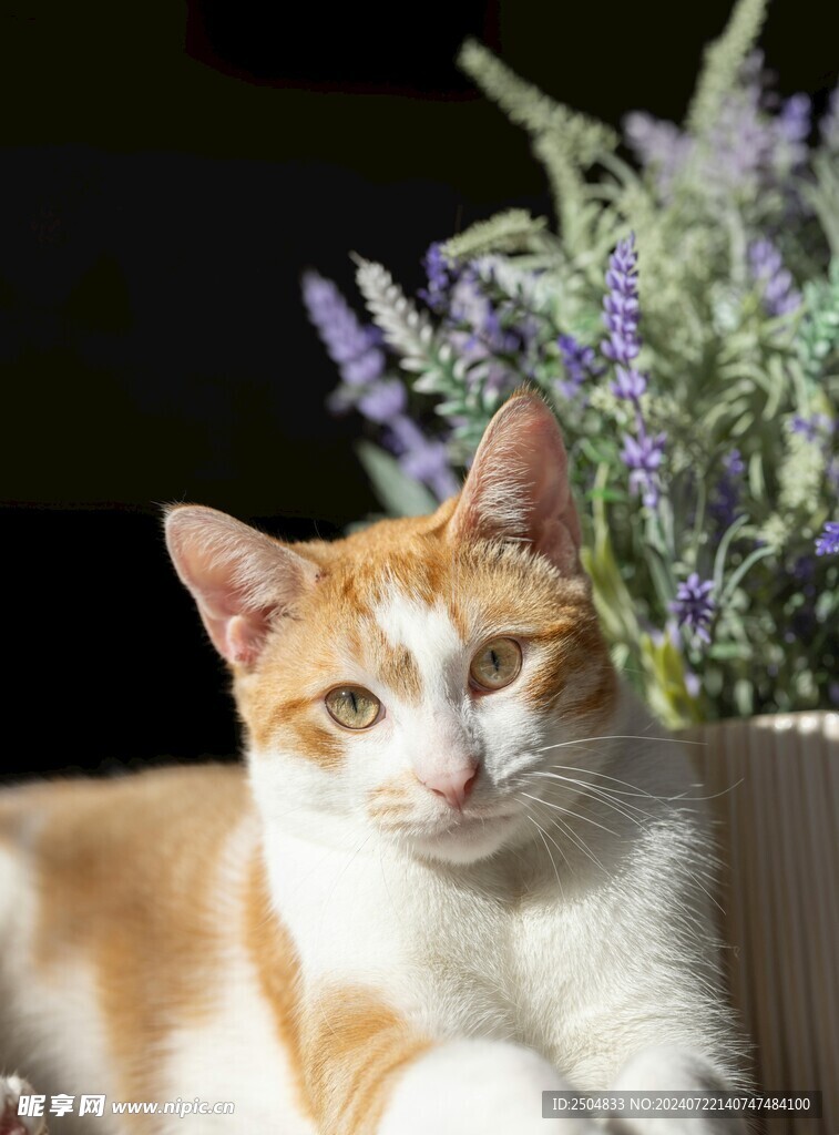 猫