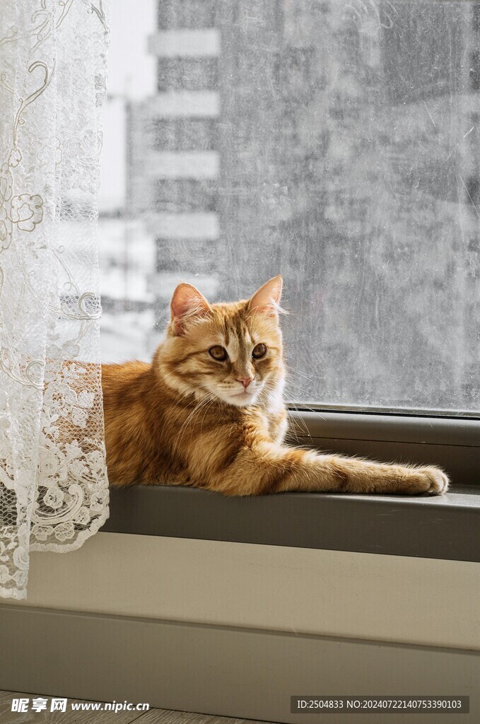 猫