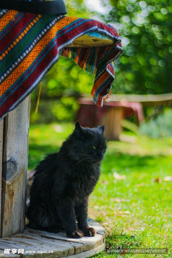 猫