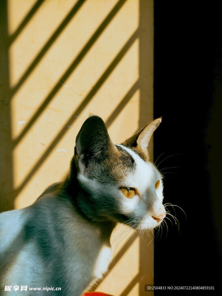 猫