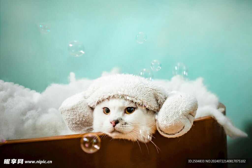 猫