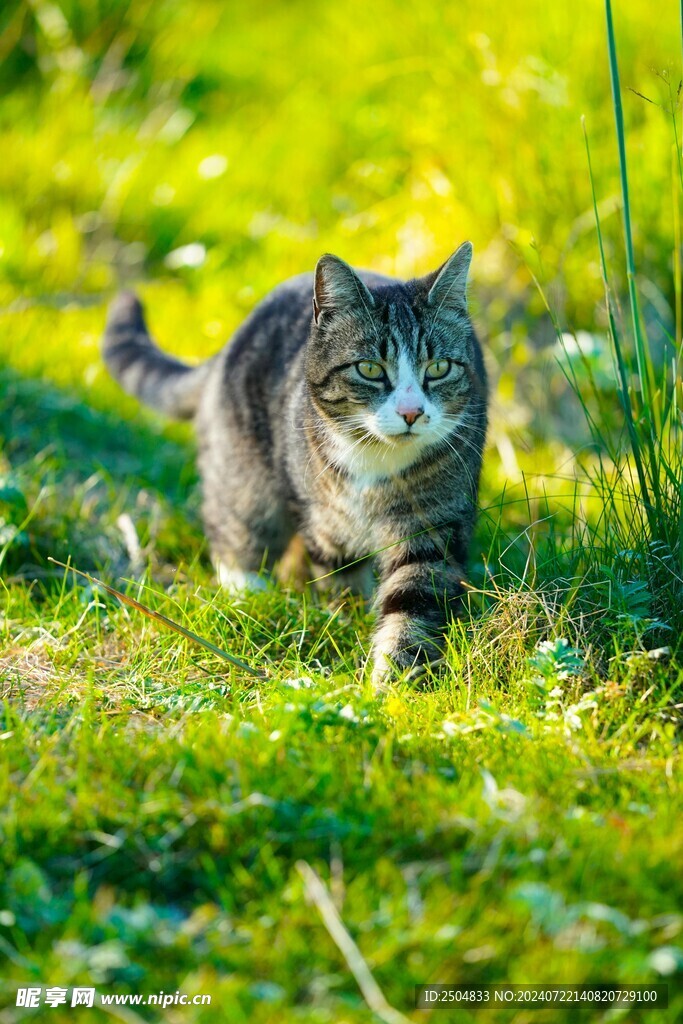 猫