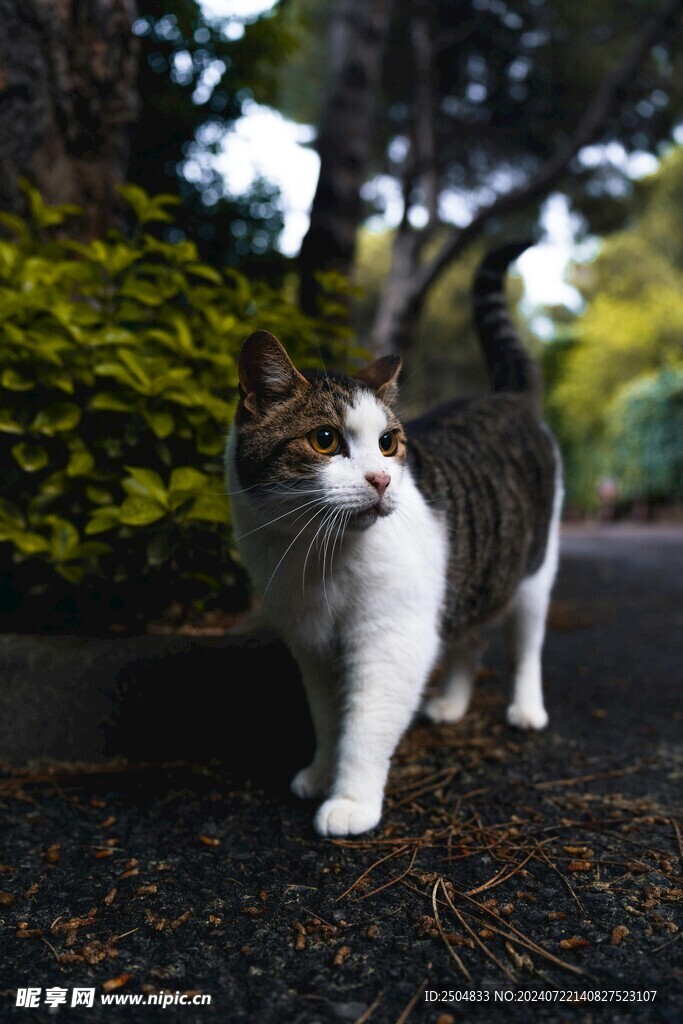 猫