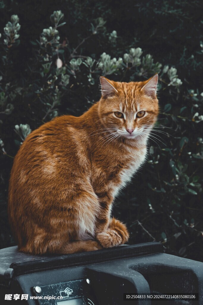 猫