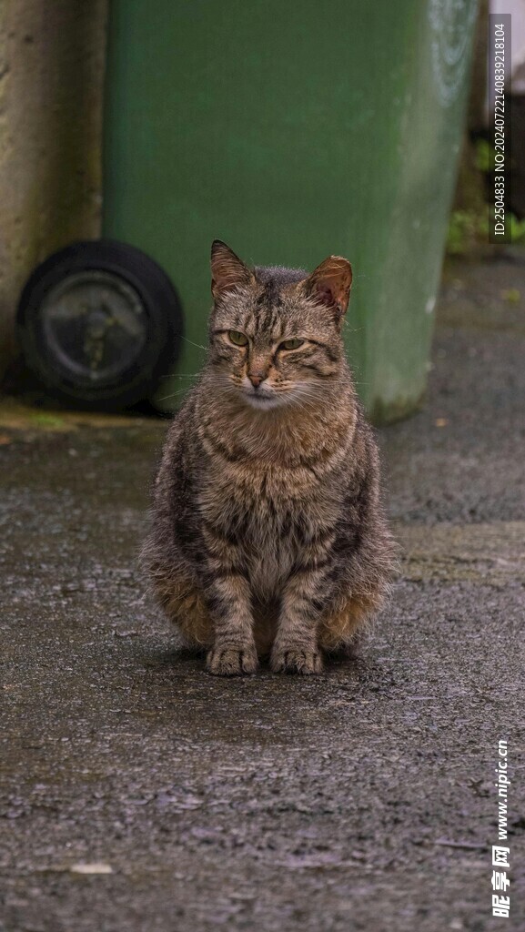 猫