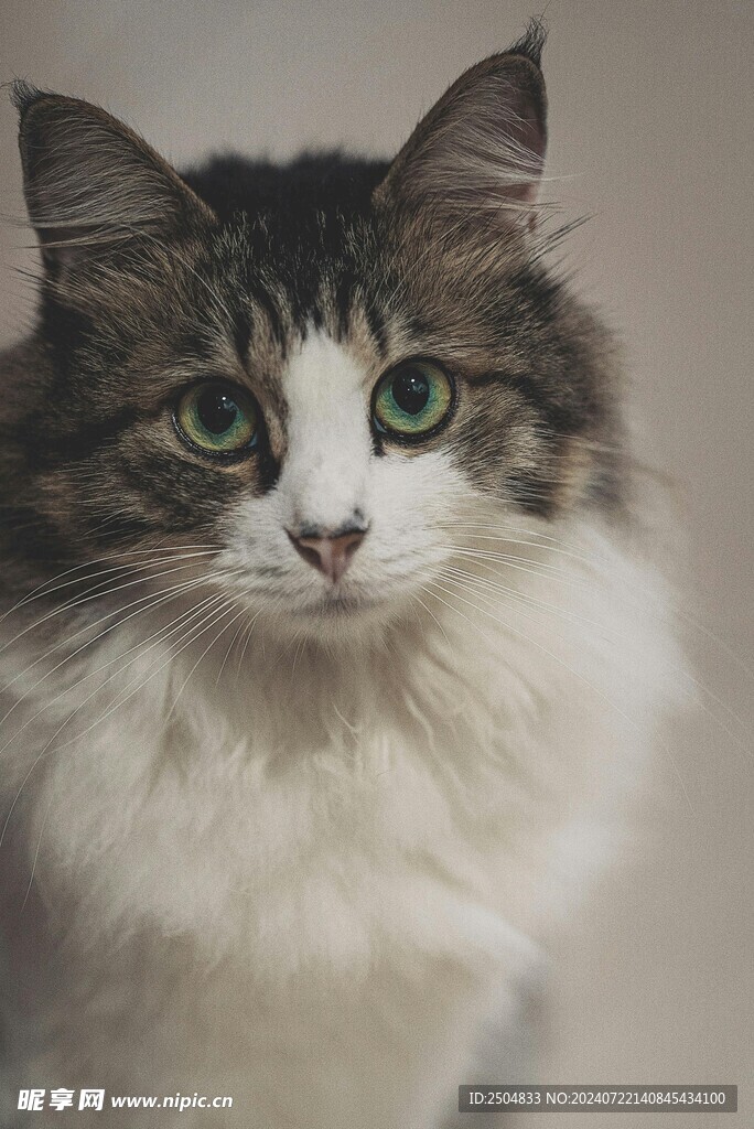 猫