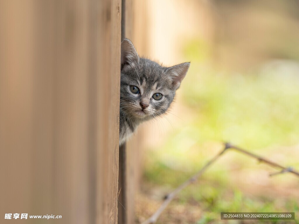 猫