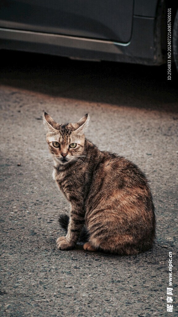 猫