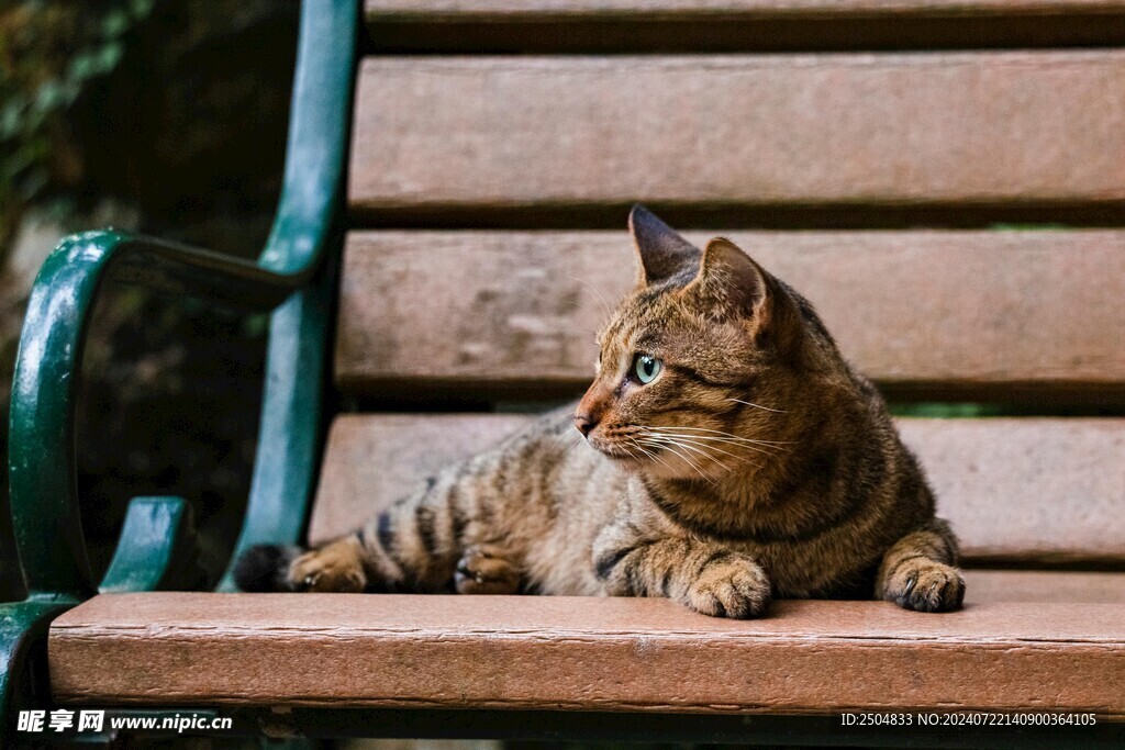 猫