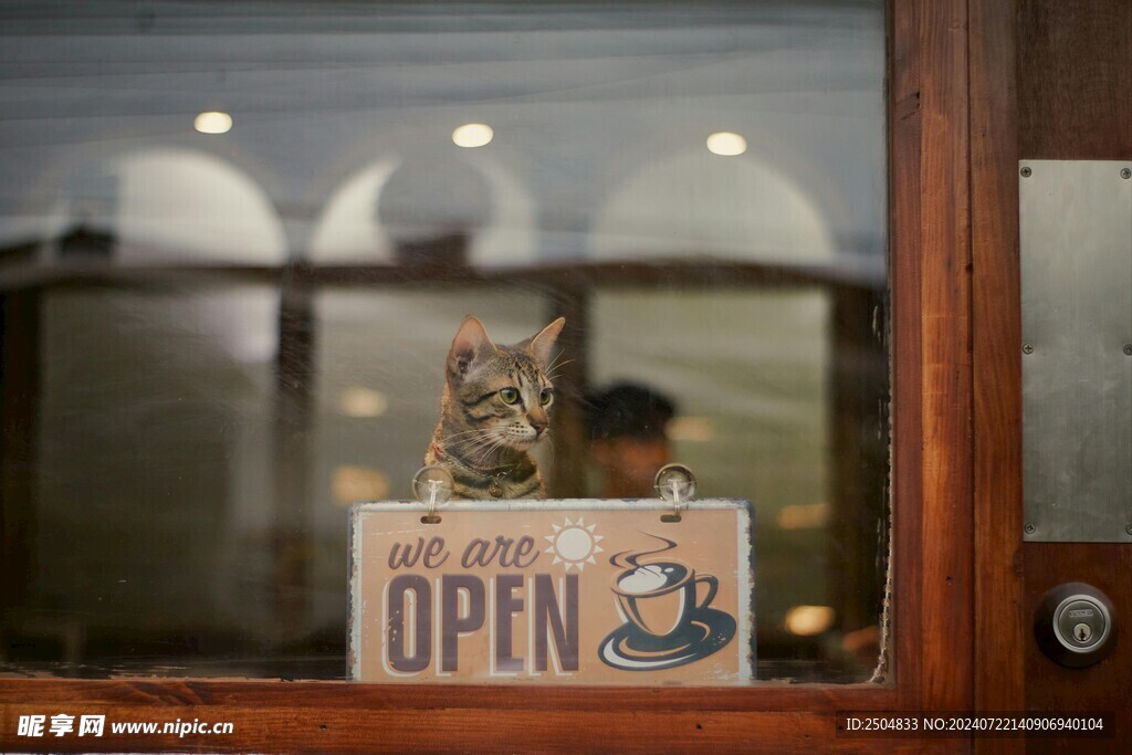 猫