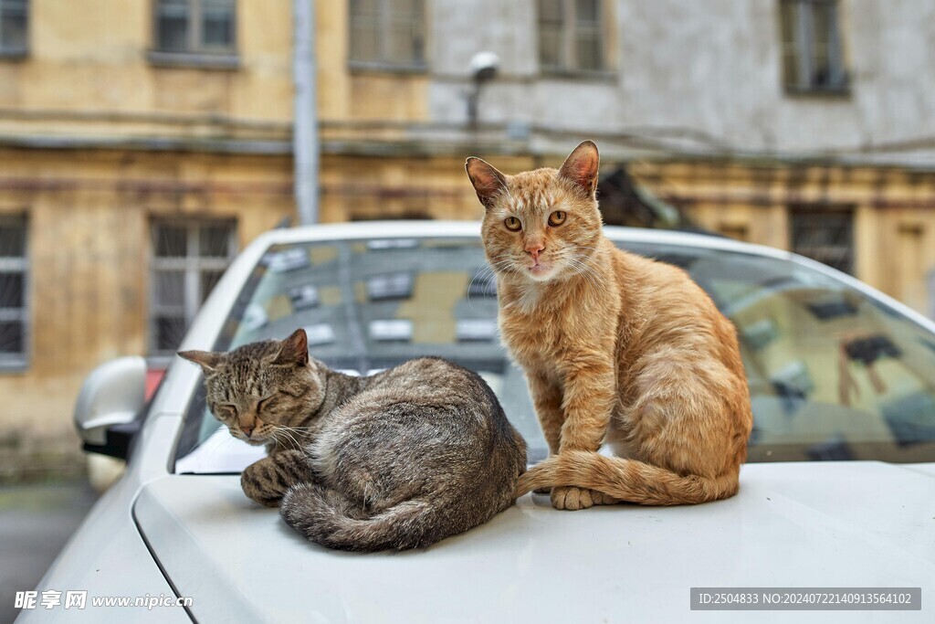 猫