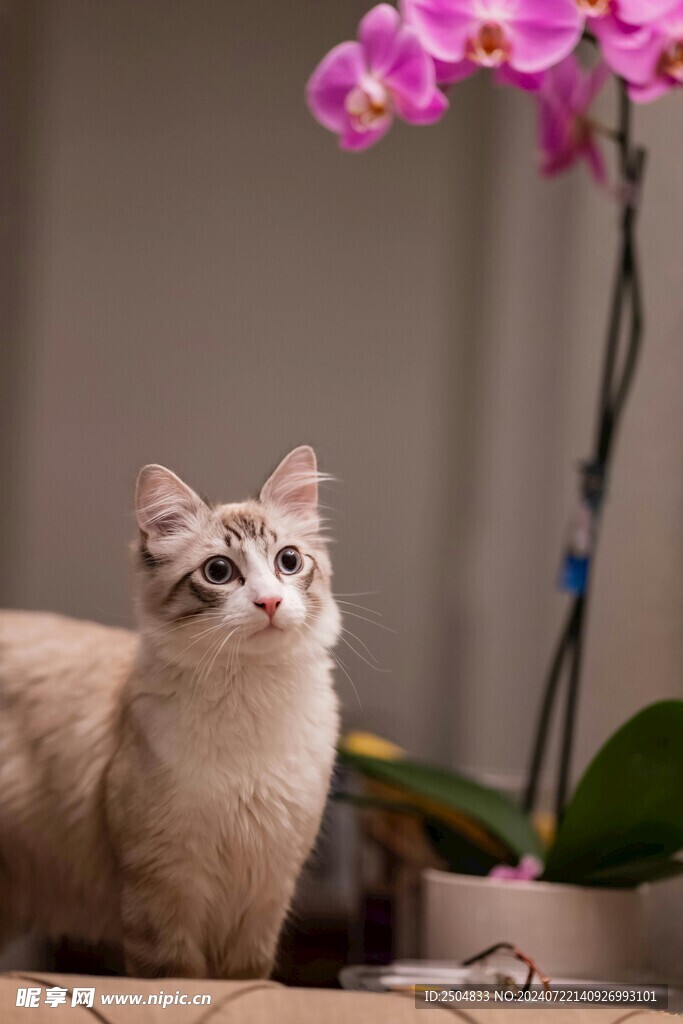 猫